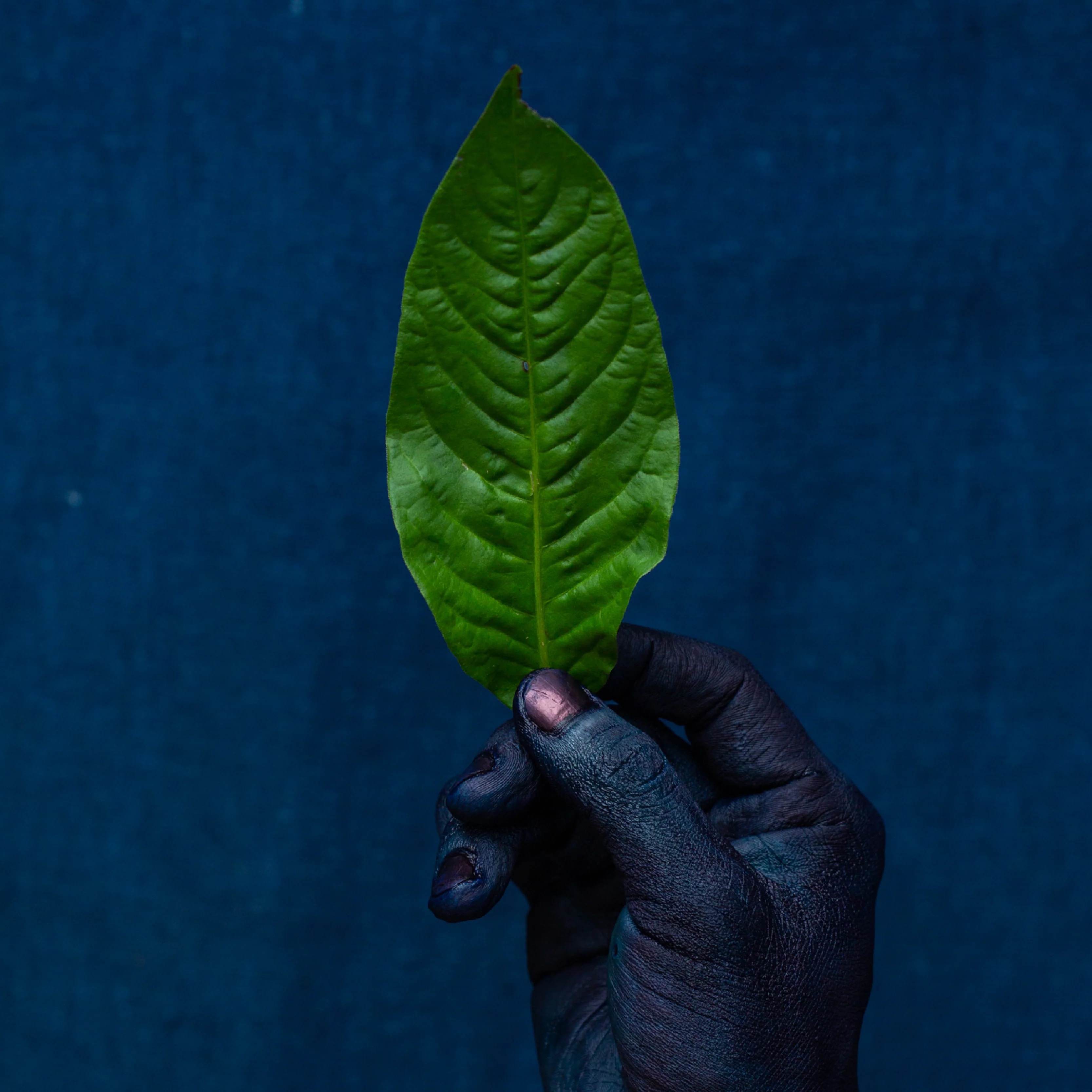 BUAISOU indigo leaf held by indigo dyers hand in Tokushima, Japan